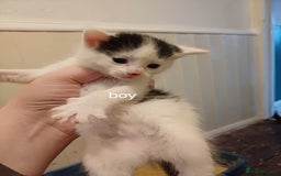 Mixed Breed cats for sale: Sweet kittens ready for their new homes! - Image 2