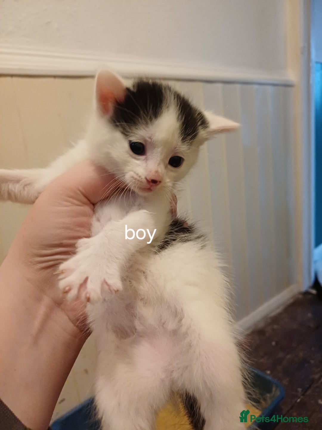 Mixed Breed cats for sale: Sweet kittens ready for their new homes! - Image 2