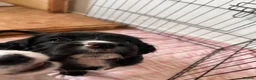 Mixed Breed dogs for sale: Beautiful Spaniel Puppies in Washington - Advert 26