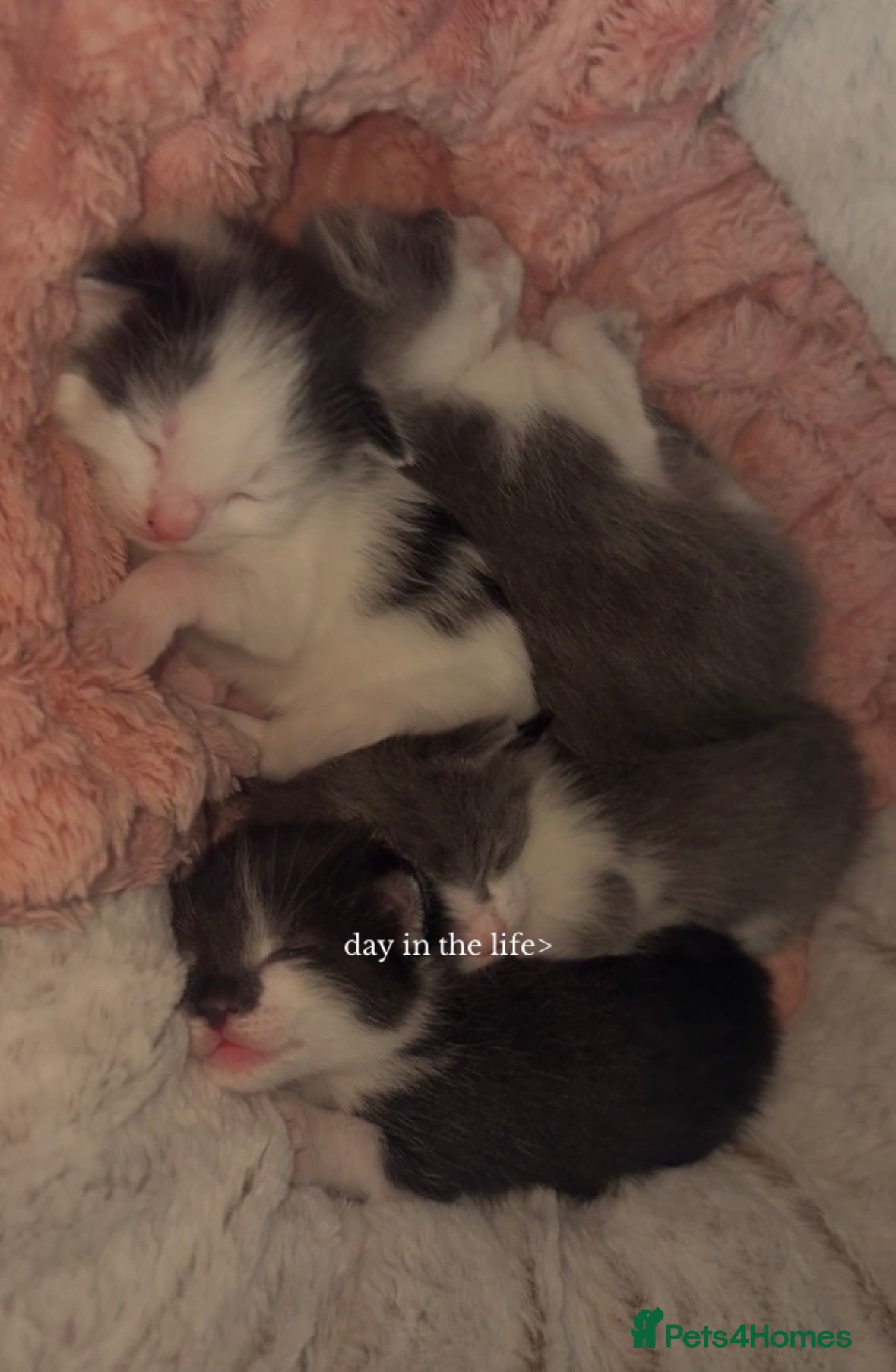 Mixed Breed cats 2 x Kittens for Sale  - Advert 17