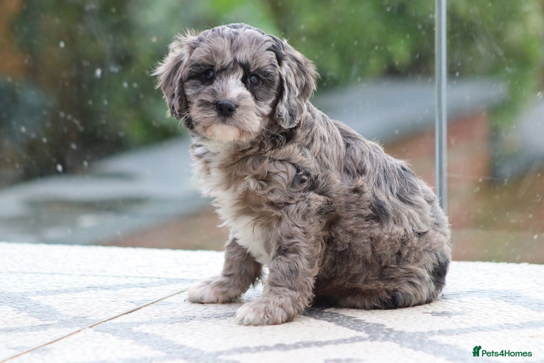 Cavapoo dogs for sale: F1 Cavapoo puppies for sale - Image 39