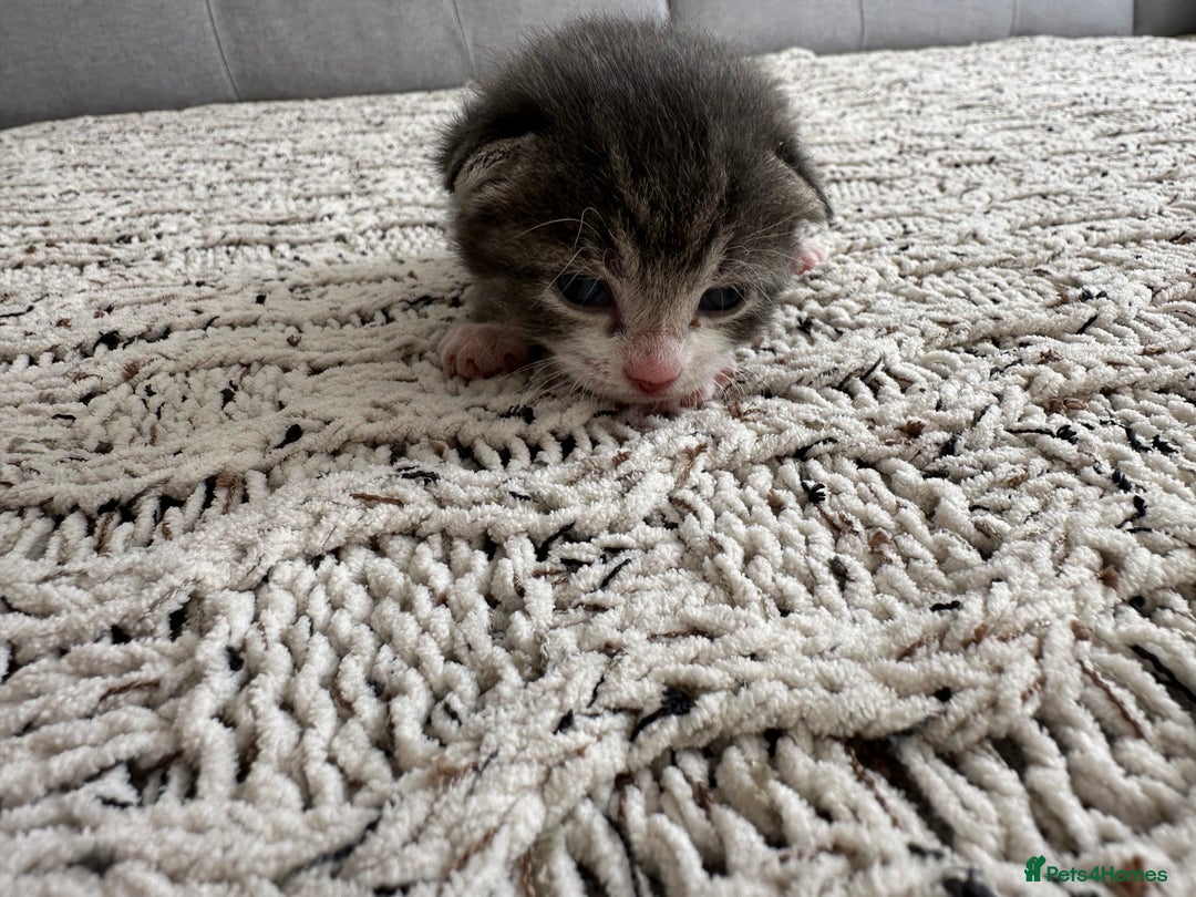 British Shorthair cats for sale: British Short kittens - Image 13