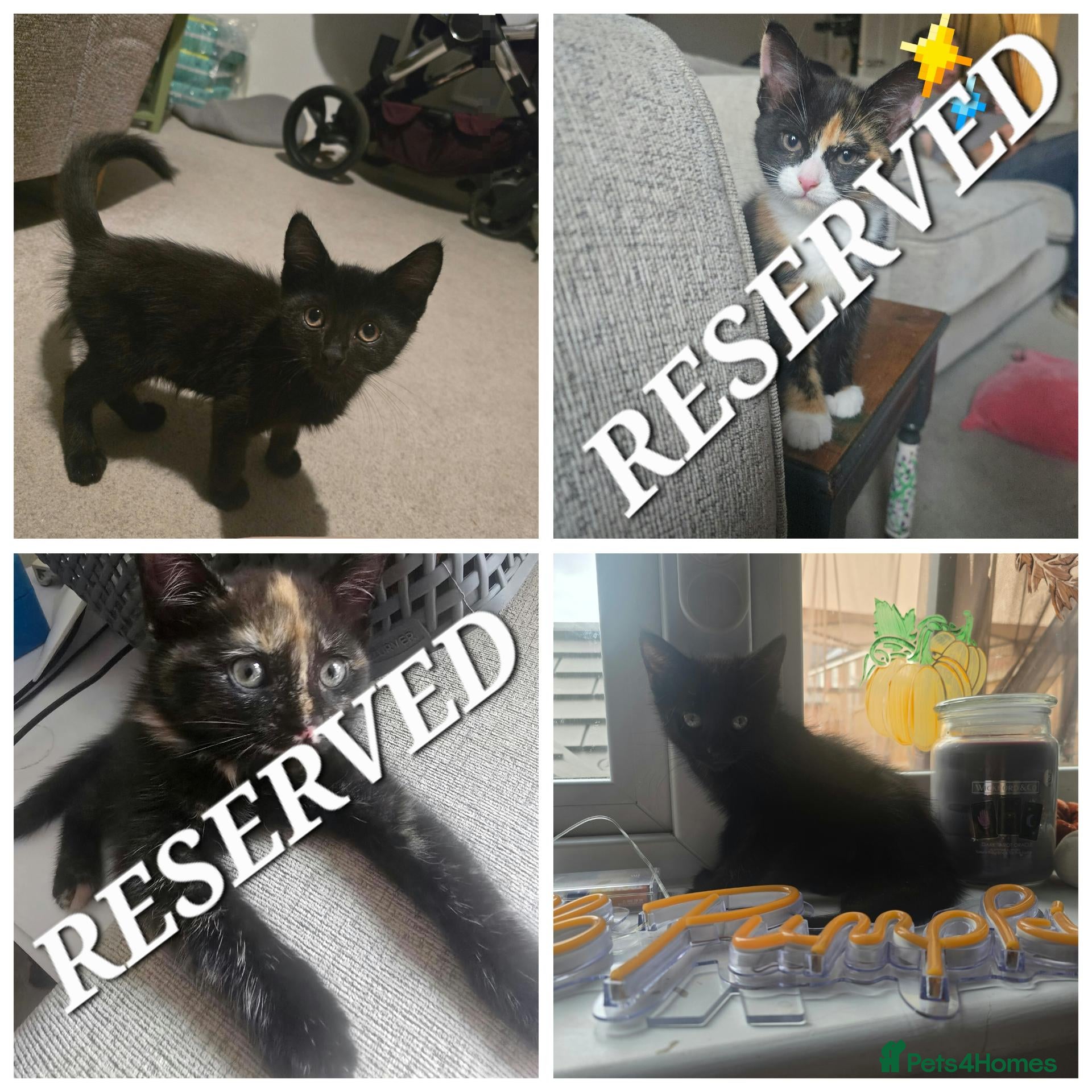 Mixed Breed cats 2 black gorgeous Kittens Avaliable  - Advert 2