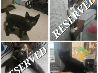 Mixed Breed cats 2 black gorgeous Kittens Avaliable - Advert 2
