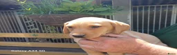 Labrador Retriever dogs for sale: 3 labrador puppies in Kirkcudbright - Advert 4