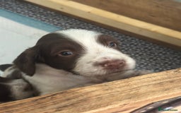 English Springer Spaniel dogs for sale: English working Springer Spaniel puppies for sale  - Image 9