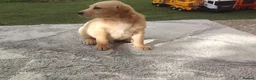 Labrador Retriever dogs for sale: Labrador puppies for sale - Advert 4