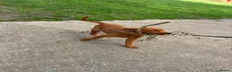 Labrador Retriever dogs for sale: Fox Red Lab For Sale in Middlewich - Advert 5