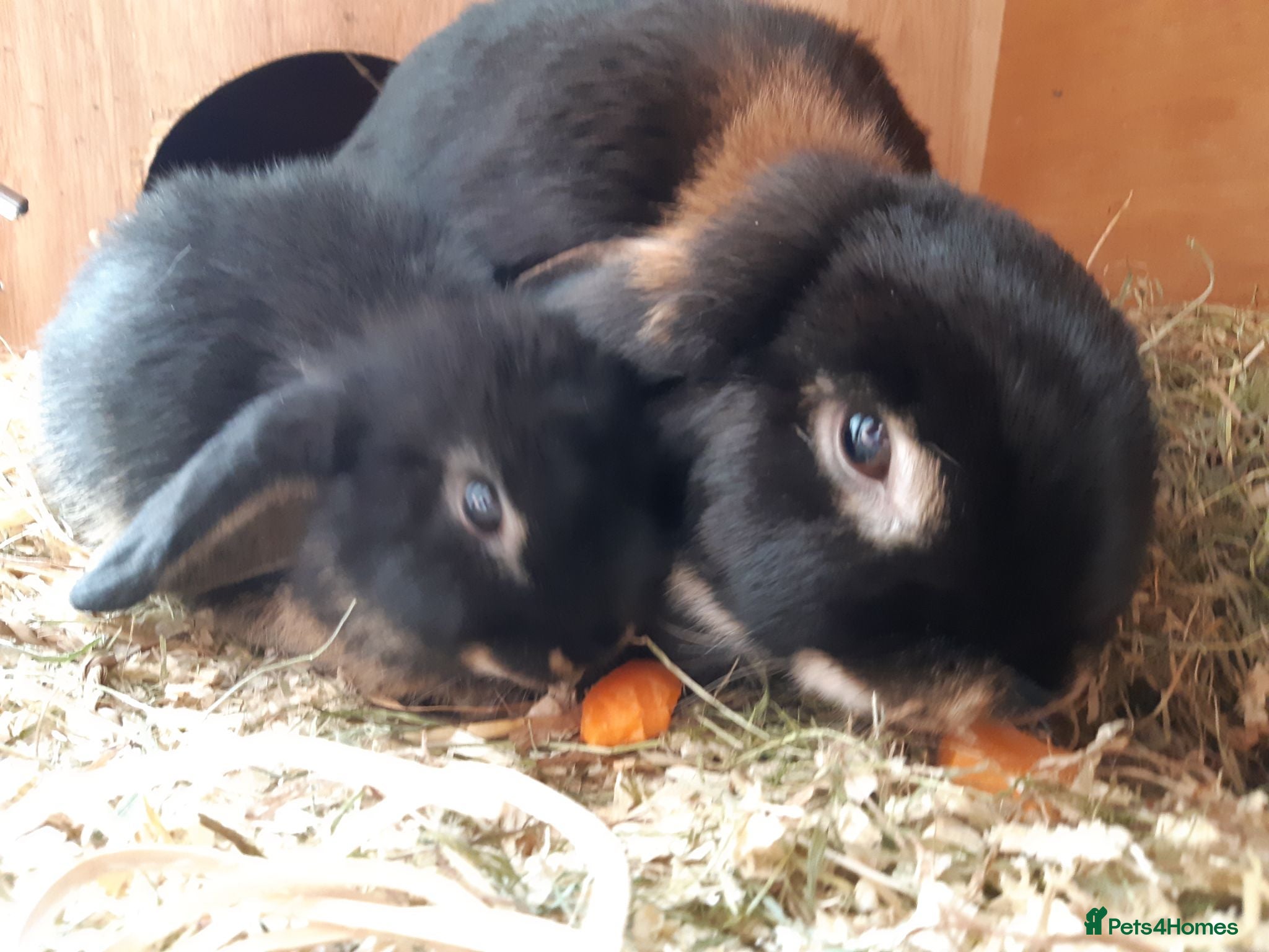 Mini Lop rabbits Baby mini lop bunnies  - Advert 14
