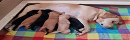 Goldador dogs for sale: 🐾7 Beautiful Labrador x Retriever Puppies🐾 - Advert 10