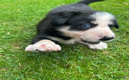 Border Collie dogs for sale: Border Collie - Image 8