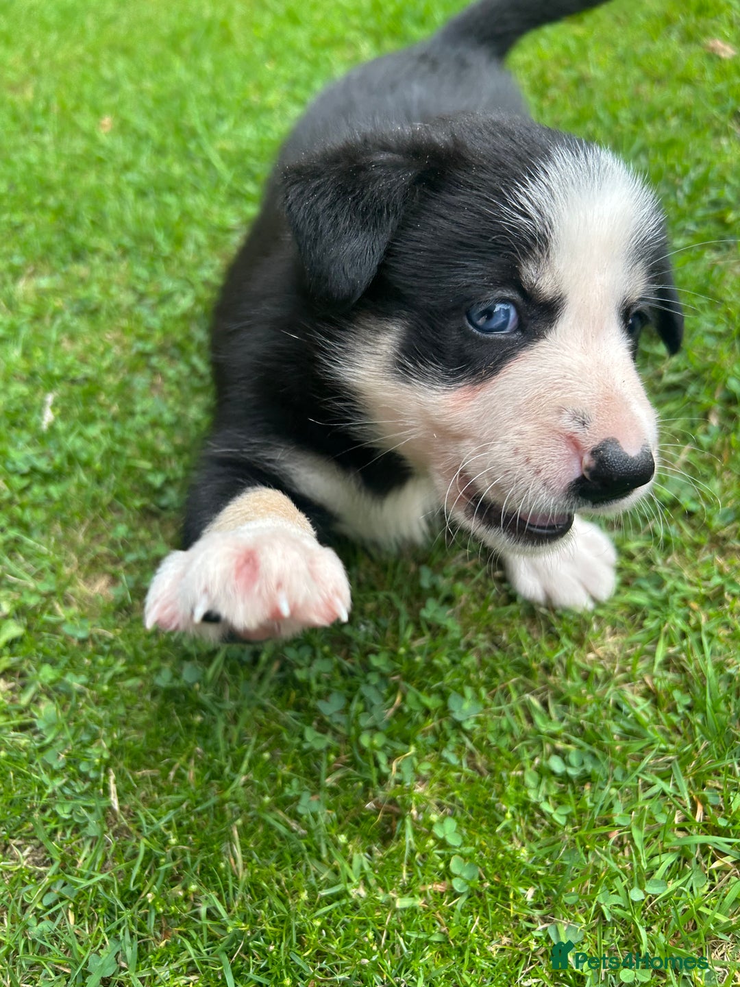 Border Collie dogs for sale: Border Collie - Image 8