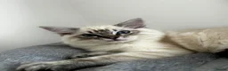 Ragdoll cats for sale: Beautiful ragdoll girls!  - Advert 17