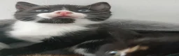 Mixed Breed cats for sale: 2 beautiful kittens for sale  - Advert 6
