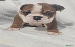 English Bulldog dogs for sale: Champion English bulldogs - Image 21