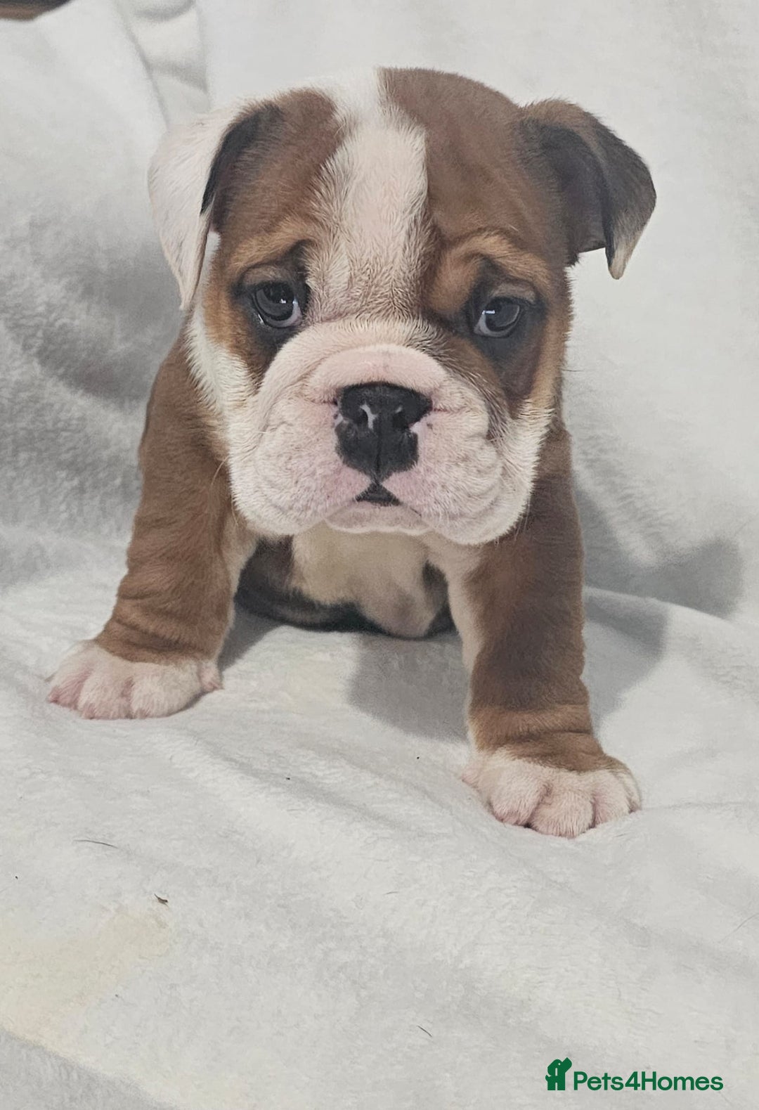 English Bulldog dogs for sale: Champion English bulldogs - Image 21