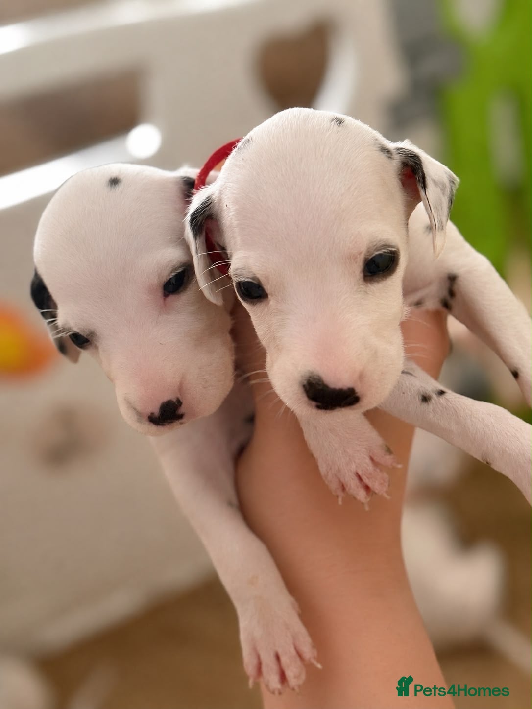 Dalmatian dogs Beautiful Dalmatian puppies - Advert 8