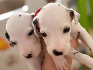 Dalmatian dogs Beautiful Dalmatian puppies - Advert 8