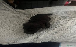 Cockapoo dogs for sale: Cockapoo Hypoallergenic F2B Pups - Full jabs - Image 13