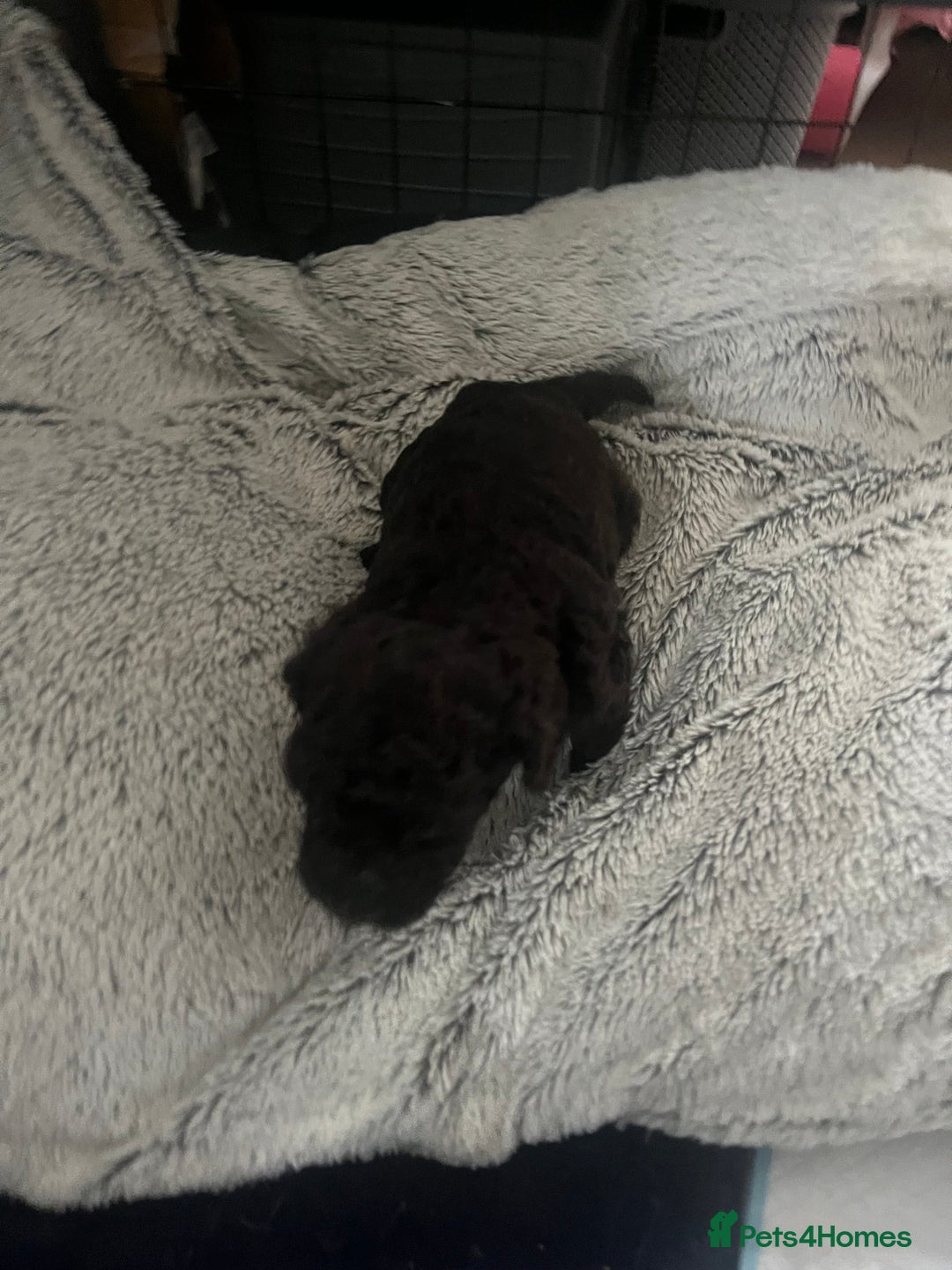 Cockapoo dogs for sale: Cockapoo Hypoallergenic F2B Pups - Full jabs - Image 13