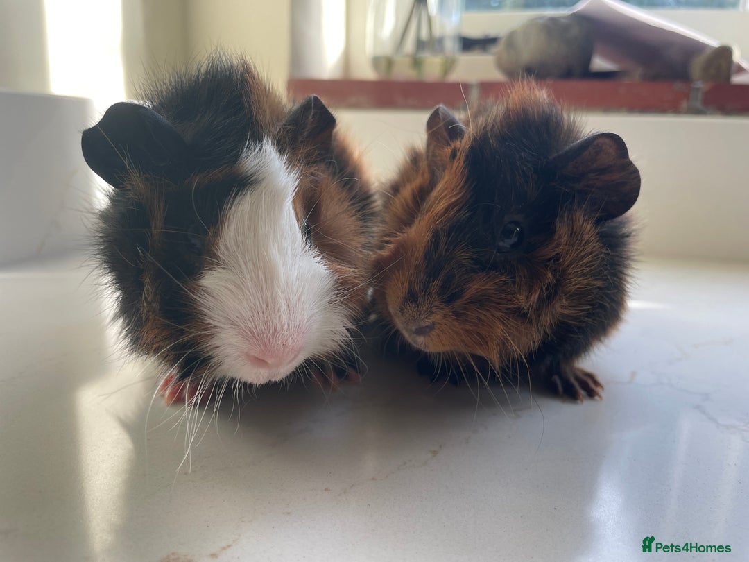 Guinea Pig rodents for sale: Beautiful baby Abyssinian Guinea Pigs - Advert 2