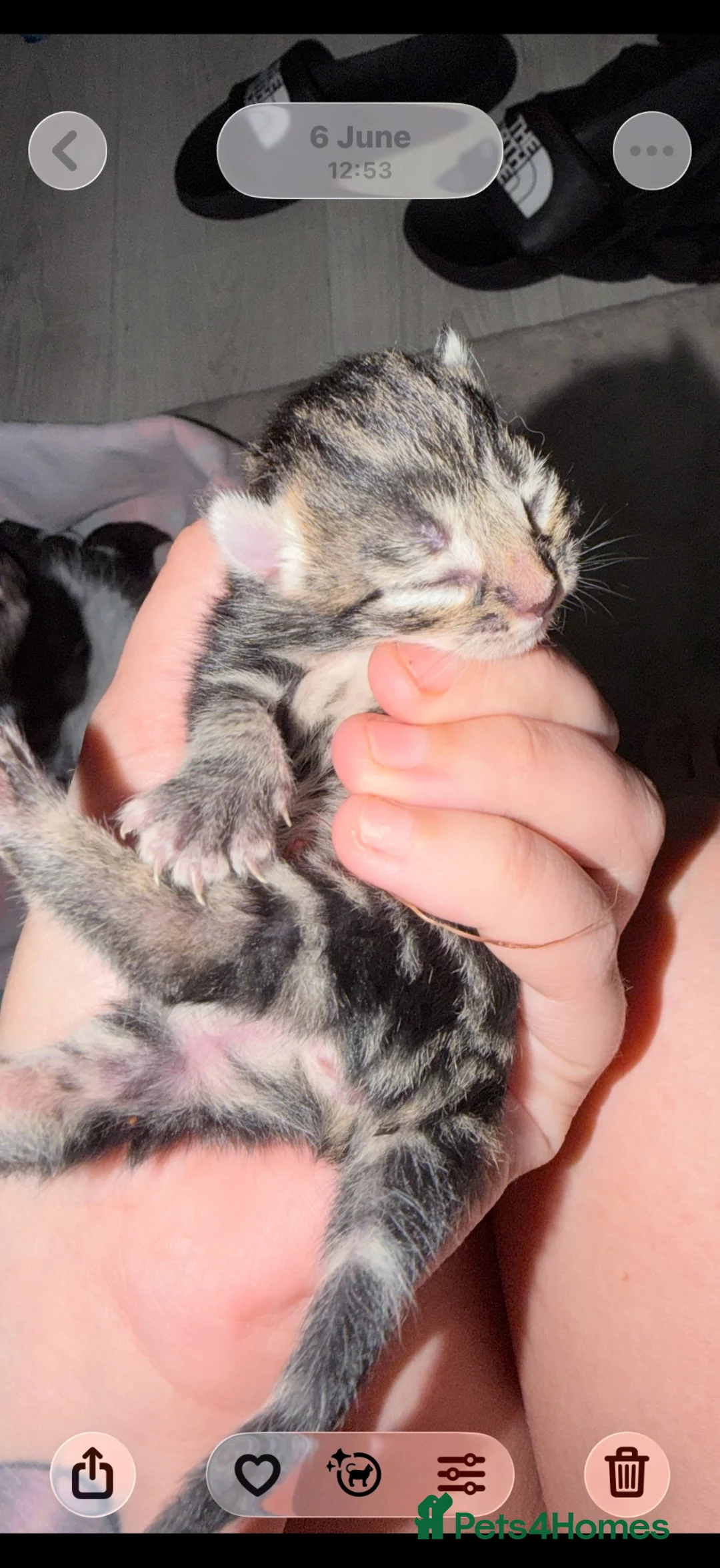 Mixed Breed cats for sale: Kittens for sale ready to go  - Advert 2