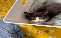 Mixed Breed cats for sale: 4 beautiful kittens ready now - Image 10