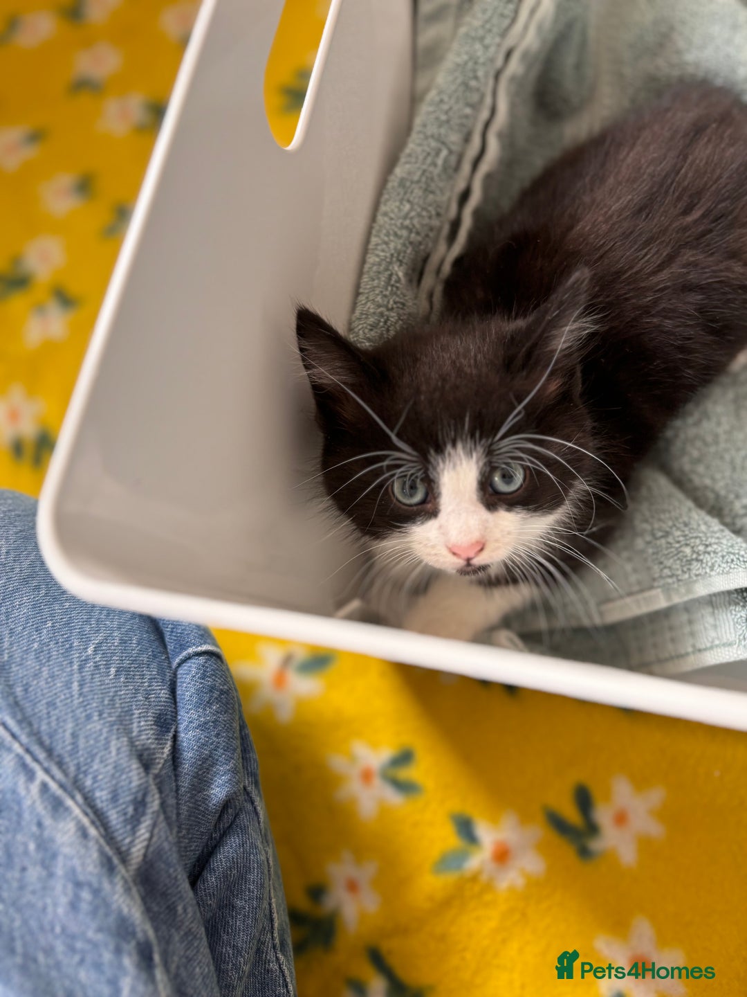 Mixed Breed cats for sale: 4 beautiful kittens ready now - Image 10