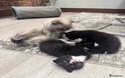 Scottish Fold cats for sale: Scottish fold and straight kitten - Image 13