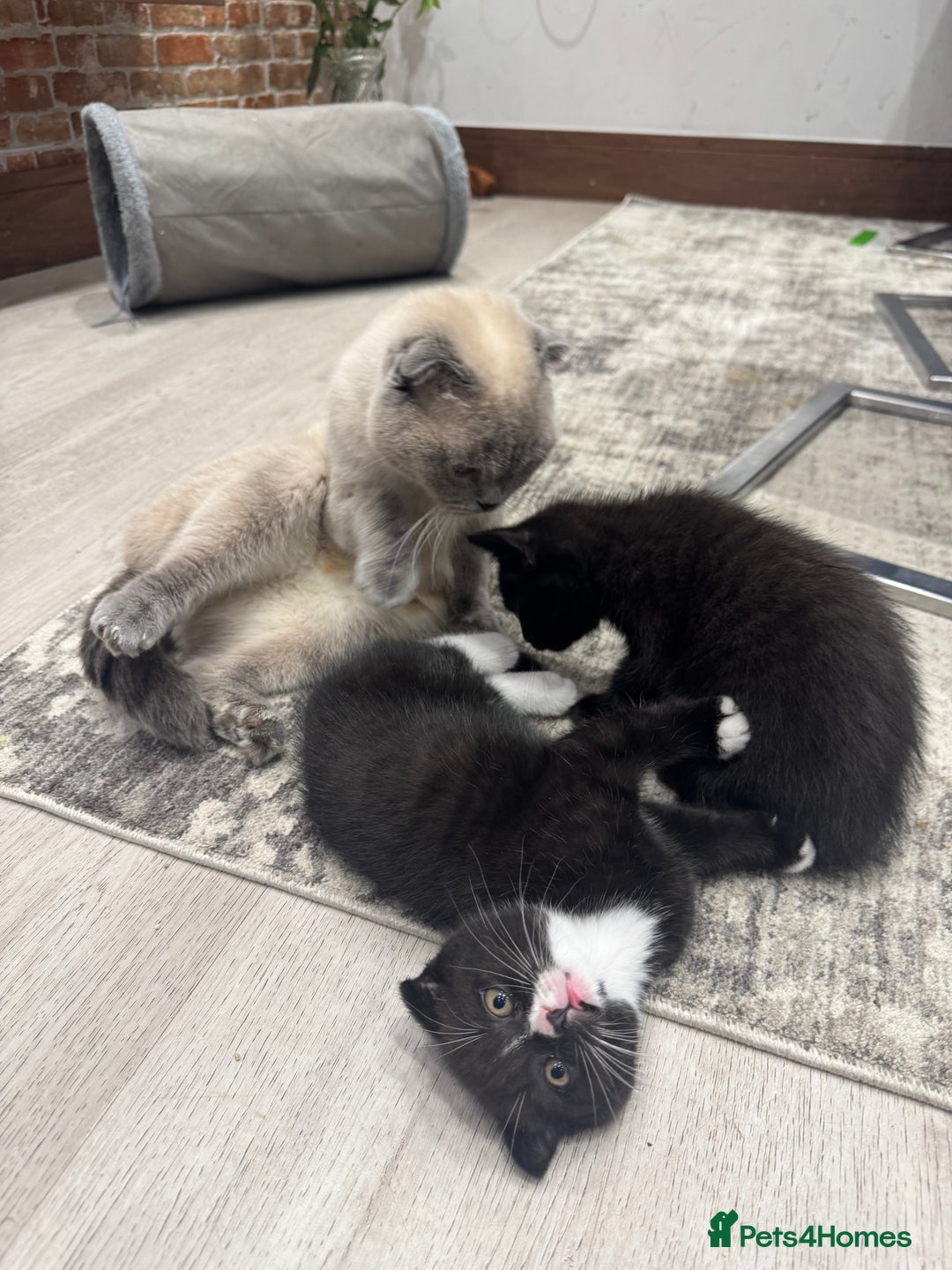 Scottish Fold cats for sale: Scottish fold and straight kitten - Image 13