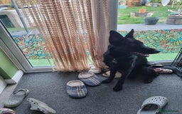 German Shepherd dogs for sale: Black female german shepherd  - Image 3
