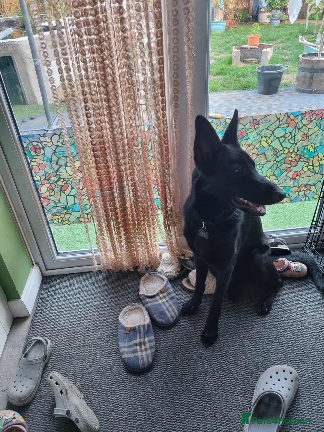 German Shepherd dogs for sale: Black female german shepherd  - Image 3