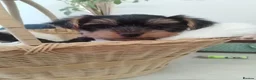 Yorkshire Terrier dogs for sale: puppies available  in Cambridge - Advert 8