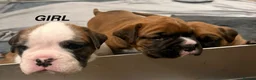 Boxer dogs for sale: Beautiful boxer puppies  - Advert 13