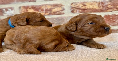 Cavapoo dogs - Advert 5