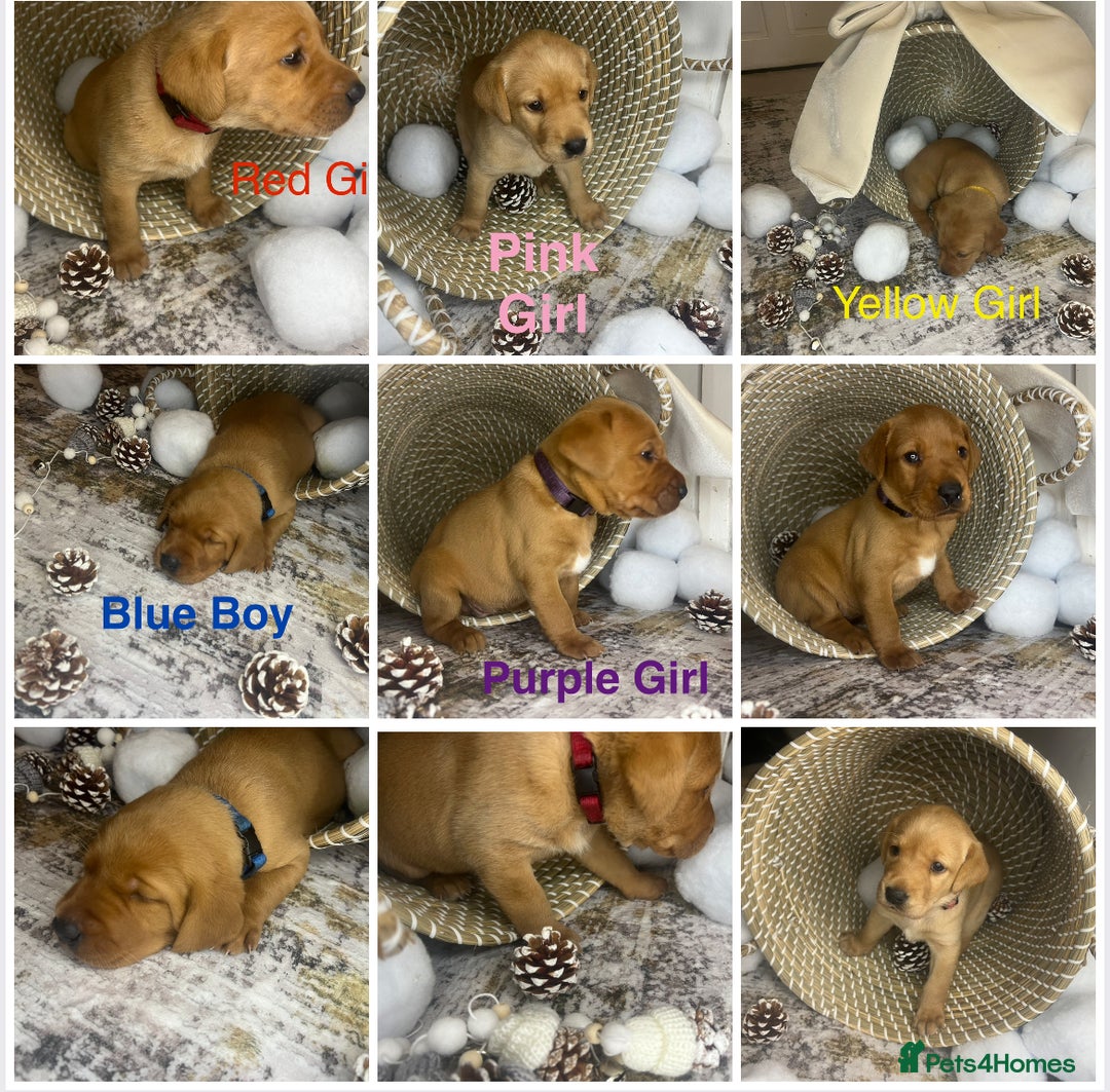 Labrador Retriever dogs for sale: Champion line KC reg dark Red Fox Yellow Labrador  - Advert 6