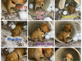 Labrador Retriever dogs KC Dark Fox Red Yellow Labrador Champion Bloodline - Advert 4