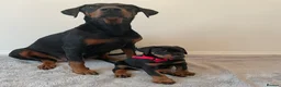 Dobermann dogs for sale: KC Registered Doberman Pups - Advert 4