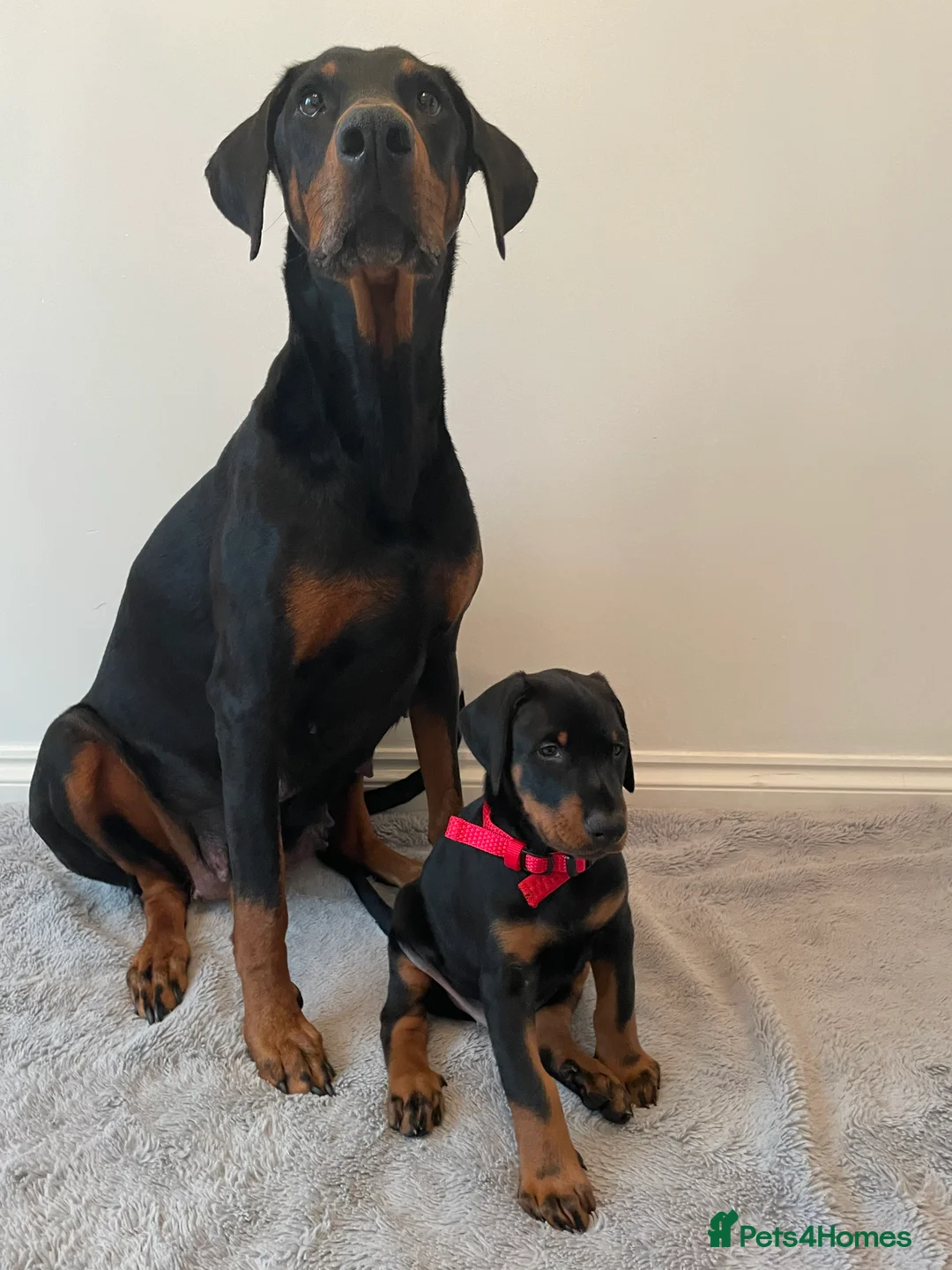 Dobermann dogs for sale: KC Registered Doberman Pups - Advert 4
