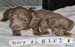 Dachshund dogs for sale: 7 beautiful dachshunds puppys - Image 22