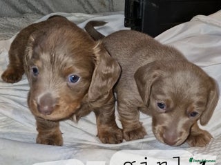 Dachshund dogs - Advert 5