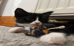 Mixed Breed cats for sale: siamese x siberian tuxedo kittens - Advert 20