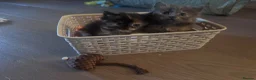 Nebelung cats for sale: 💎Nebelung X PersianxMaincoon💎 - Advert 22