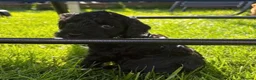 Cockapoo dogs for sale: F1B Cockapoo puppy’s  - Advert 7