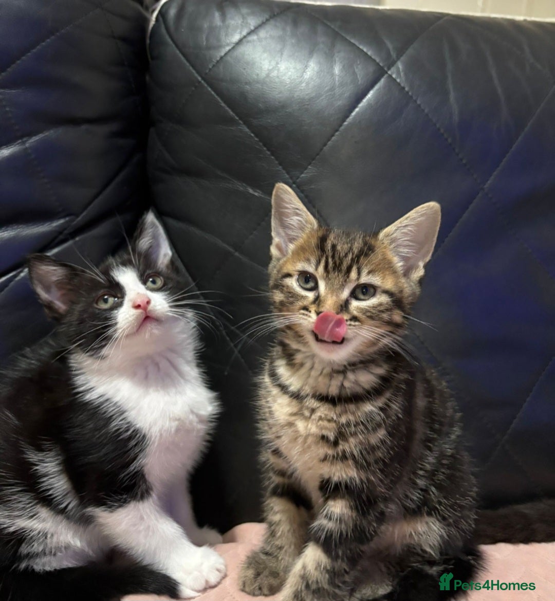 Mixed Breed cats Free kitten - Advert 2