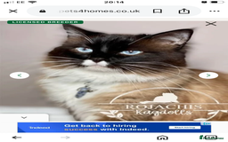 Ragamese cats for sale: Two lovely ragamise boy kittens  - Image 5