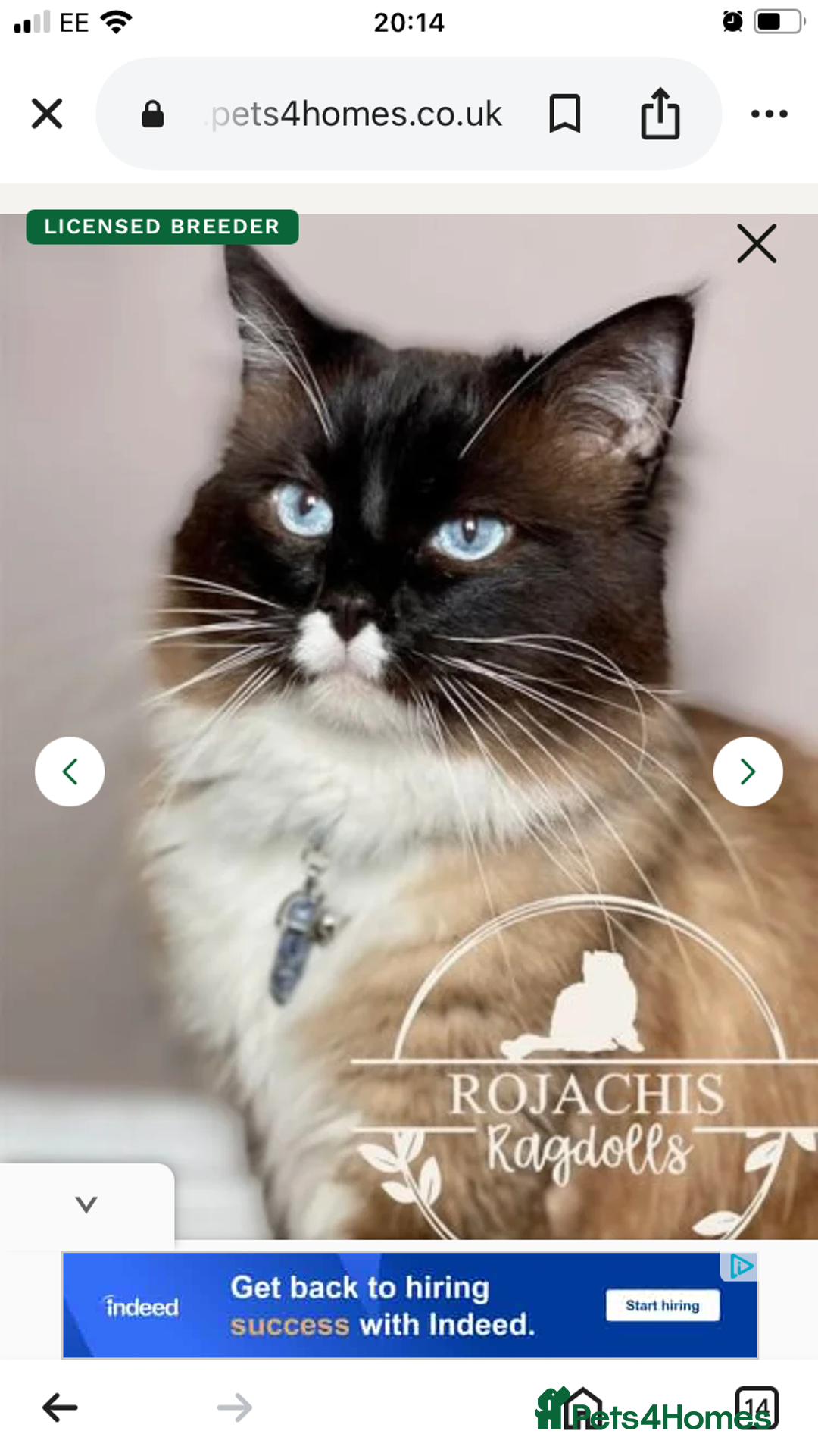 Ragamese cats for sale: Two lovely ragamise boy kittens  - Image 5