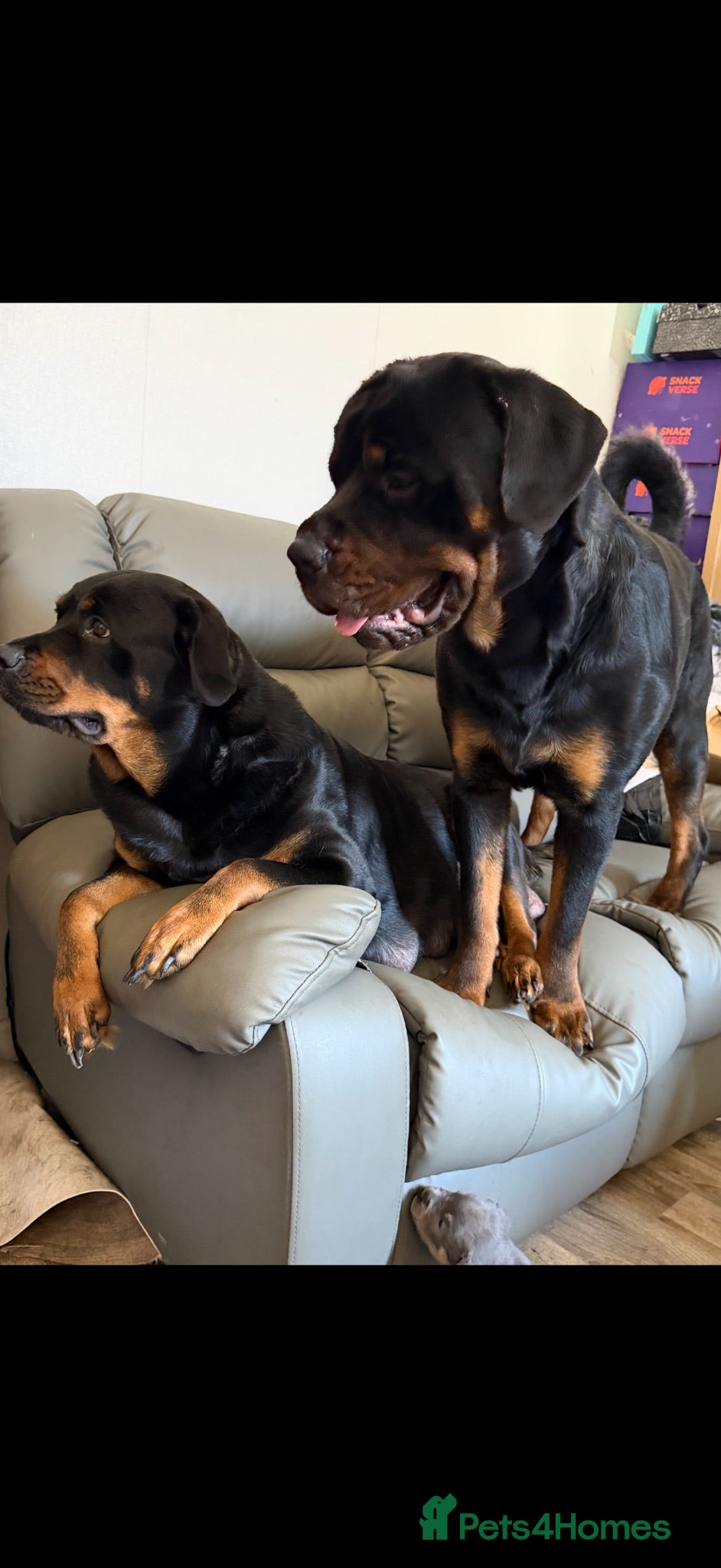 Rottweiler dogs Stunning Rottweilers for sale - Advert 2