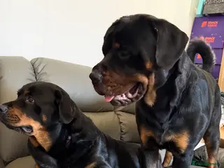 Rottweiler dogs Stunning Rottweilers for sale - Advert 2