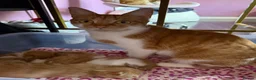British Shorthair cats for sale: Beautiful ginger kittens  - Advert 1
